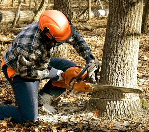 Tree Removal in Jamestown, SC